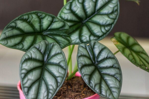 Alocasia