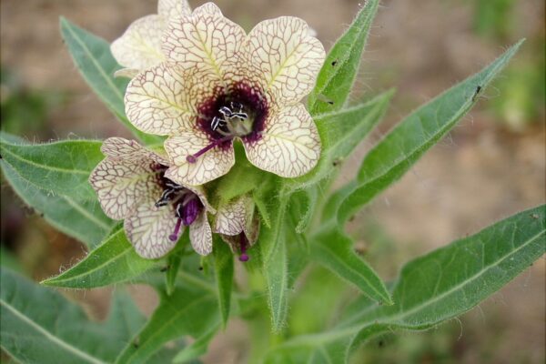Henbane
