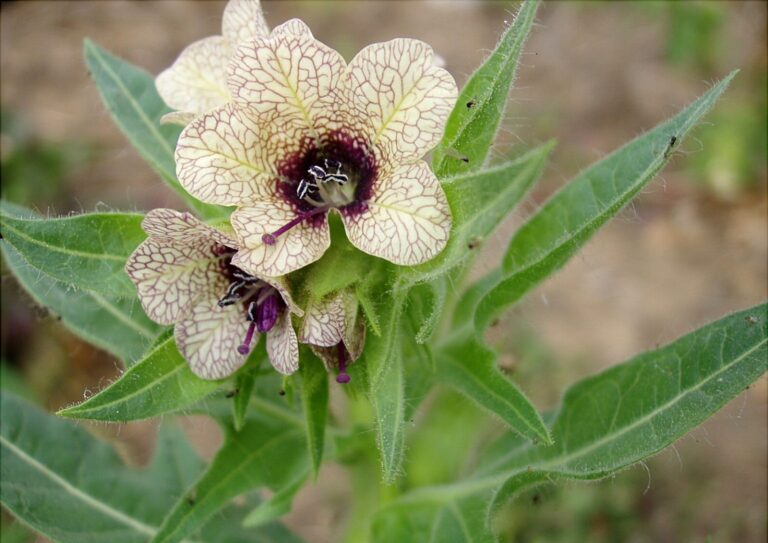 Henbane