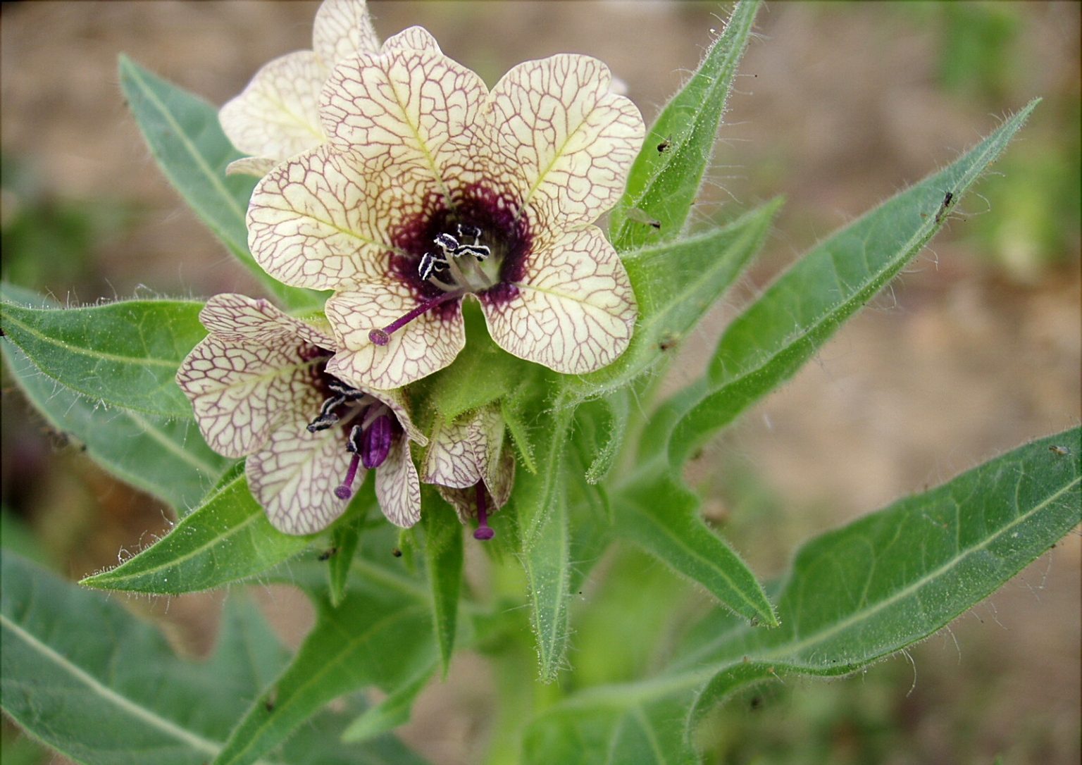 Henbane