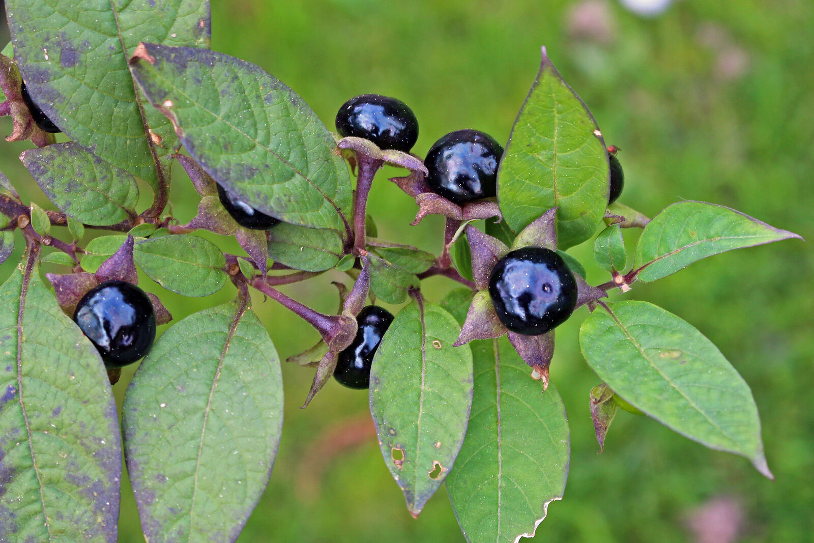 Atropa belladonna