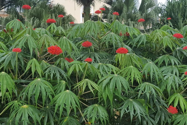 Jatropha multifida