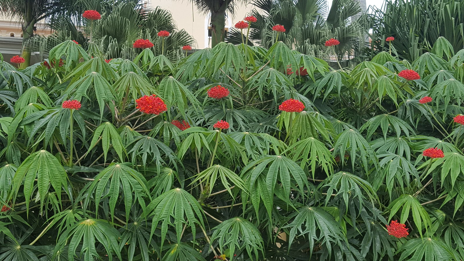 Jatropha multifida