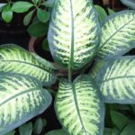 Dieffenbachia