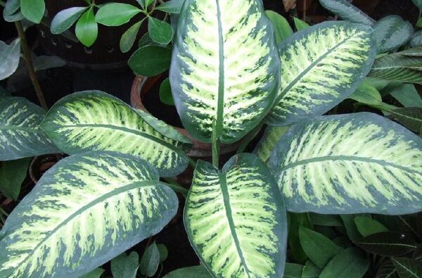 Dieffenbachia