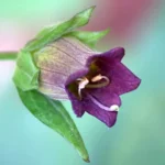 Deadly Nightshade