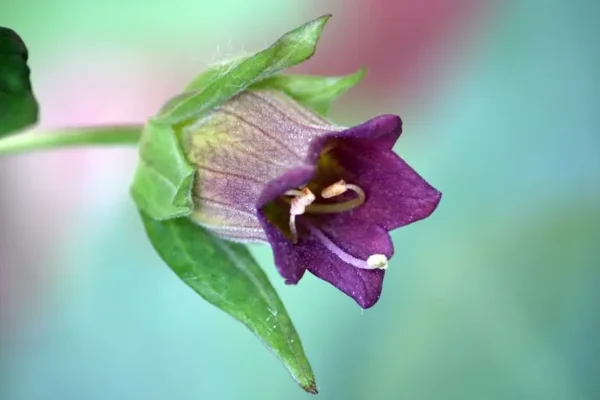 Deadly Nightshade