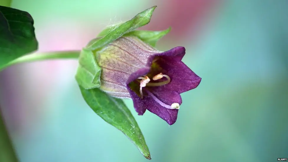 Deadly Nightshade