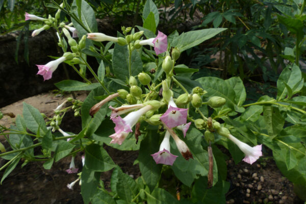 Nicotiana tabacum