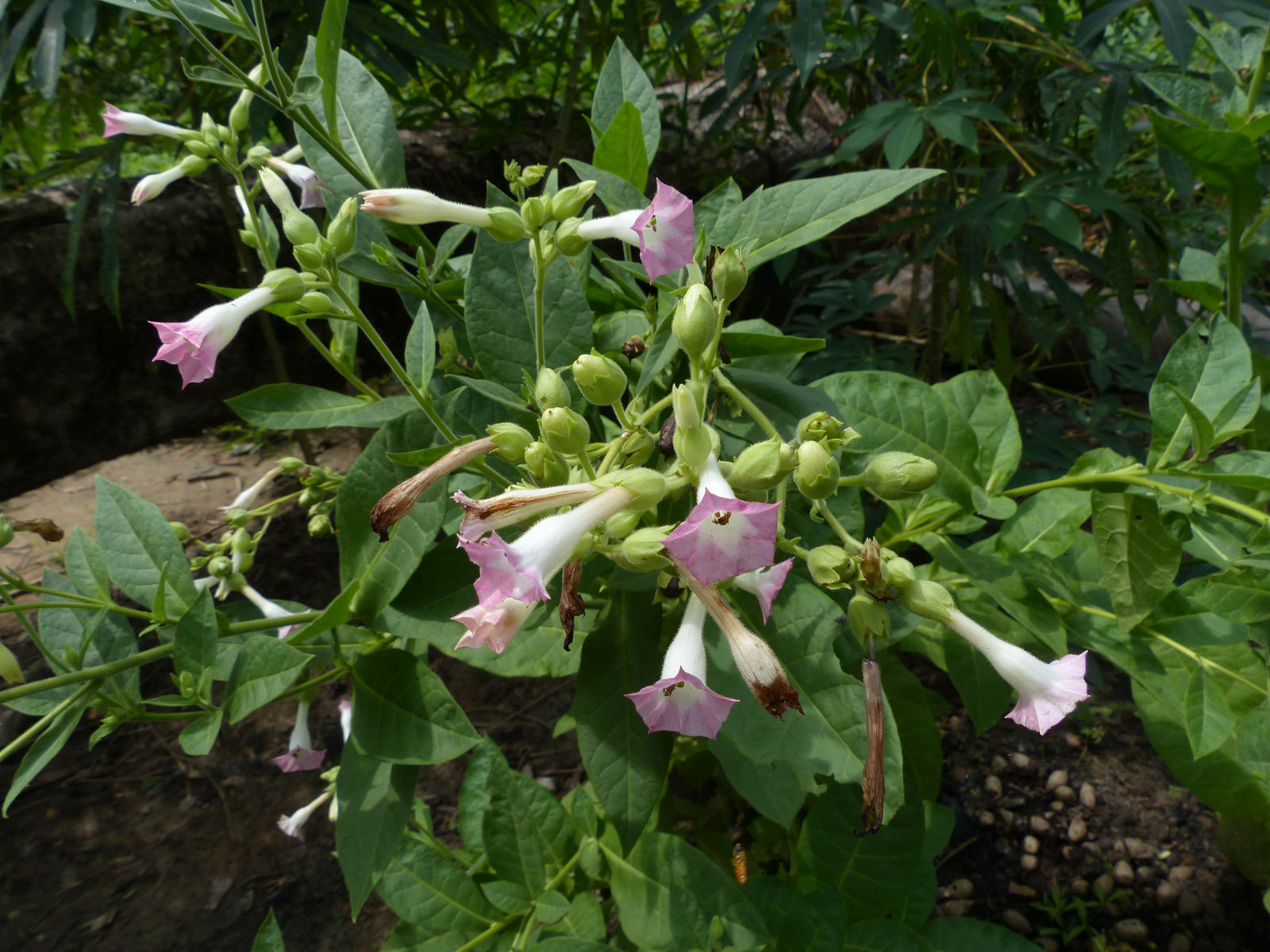 Nicotiana tabacum