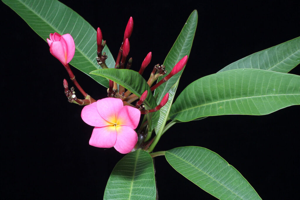 Plumeria rubra