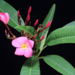 Plumeria rubra