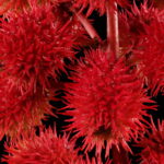 Ricinus communis