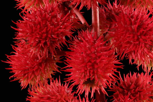 Ricinus communis