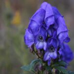 Monkshood