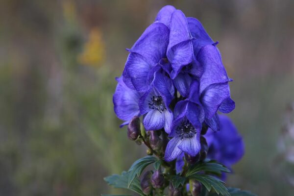 Monkshood