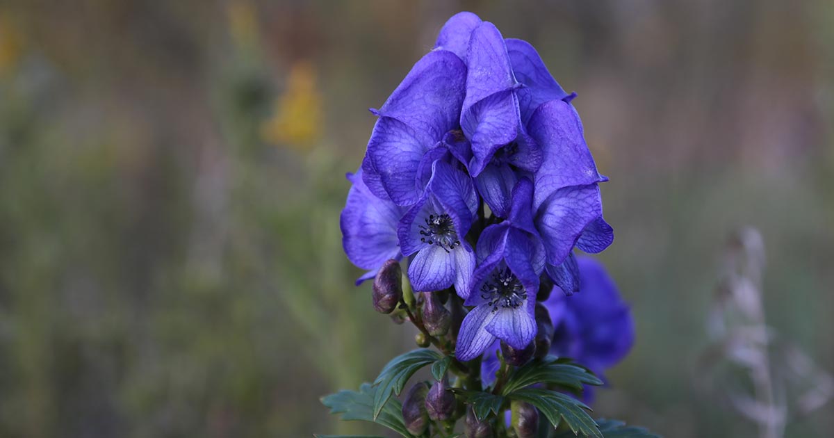 Monkshood