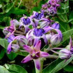 Calotropis gigantea
