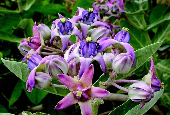 Calotropis gigantea