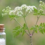 Conium maculatum