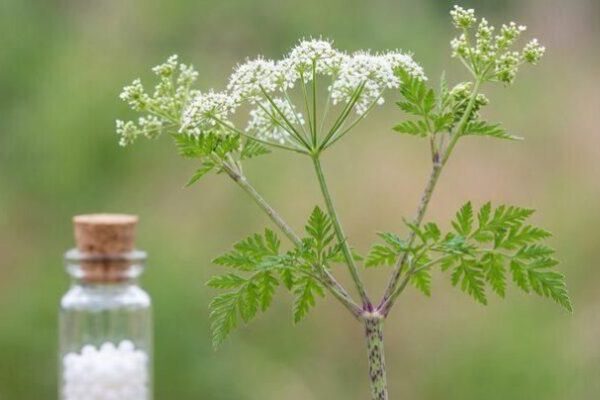 Conium maculatum