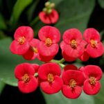 Euphorbia milii