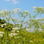 Poison hemlock