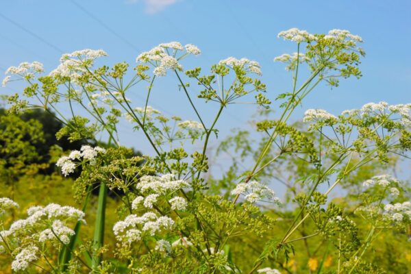 Poison hemlock