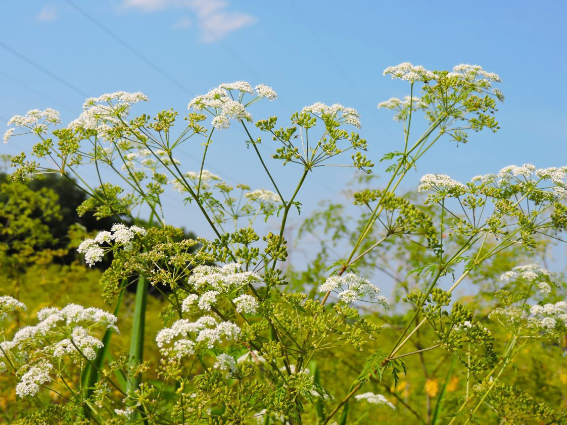 Poison hemlock
