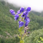 Aconitum ferox