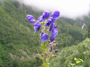 Aconitum ferox