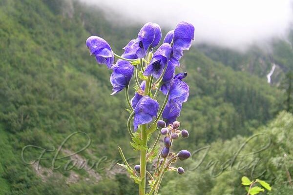 Aconitum ferox