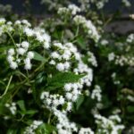 White snakeroot