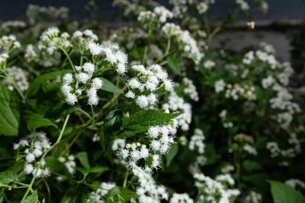 White snakeroot