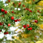 yew