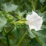 Jimsonweed
