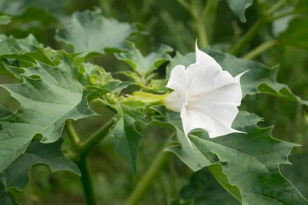 Jimsonweed