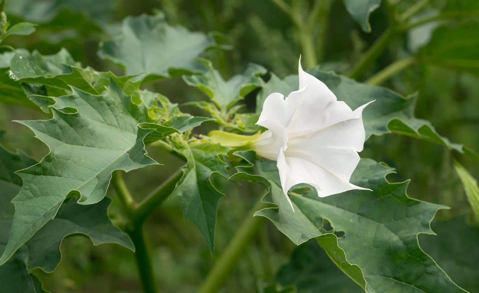 Jimsonweed