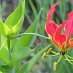 Gloriosa superba