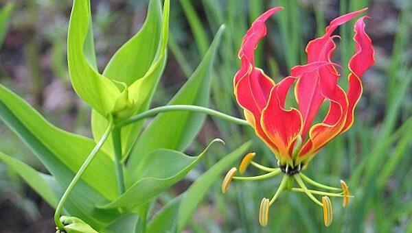 Gloriosa superba