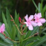 Nerium oleander