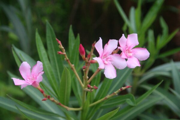 Nerium oleander