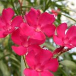 Nerium indicum