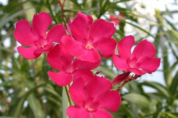 Nerium indicum