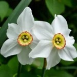 Narcissus