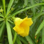 Thevetia peruviana
