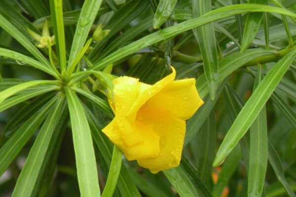 Thevetia peruviana