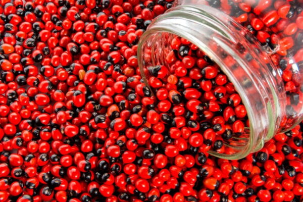rosary pea