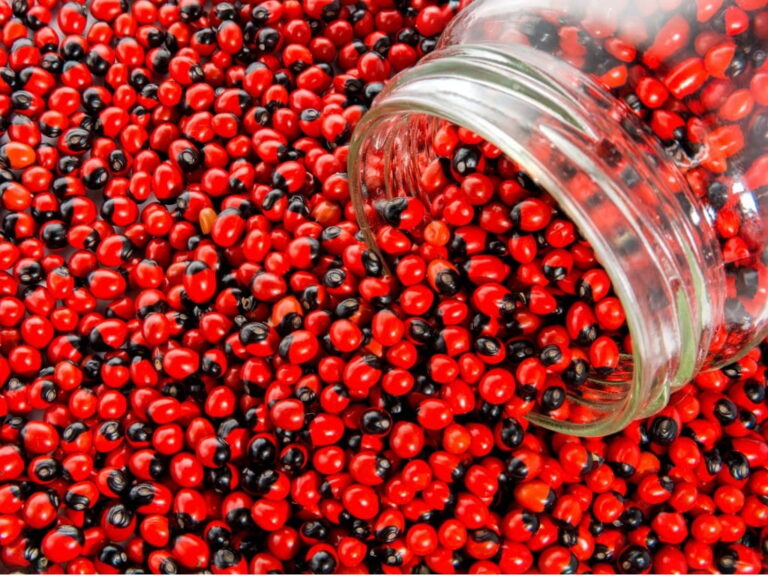 rosary pea