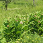 Asclepias syriaca